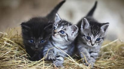 পালিত হচ্ছে আন্তর্জাতিক বিড়াল দিবস, এক ঝলকে দেখে নিন দিনটির মাহাত্ম্য