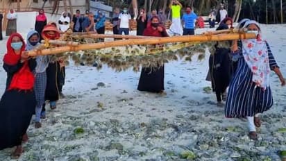 കഴിഞ്ഞ വർഷത്തെ ഇന്ത്യയുടെ കടൽപായൽ ഉൽപാദനം 34000 ടൺ