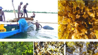 ഇന്ത്യയുടെ കടൽപായൽ ഉൽപാദനം 34000 ടൺ, വികസന സാധ്യതകൾ മുന്നോട്ട് വെച്ച് സിഎംഎഫ്ആർഐ