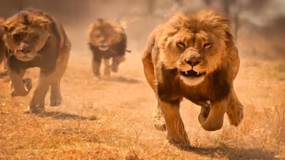 गजब है पाकिस्तानः भैंसोंं से भी कम दाम पर बेचे जा रहे खतरनाक शेर, वजह आपको हैरान कर देगी