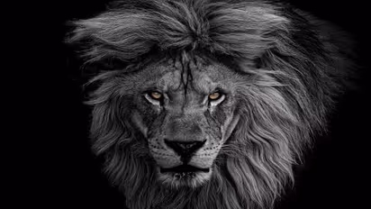 शेरों के ये 4 वीडियो आपका मूड बना देंगे, पहली बार देखिए कुत्ते से दोस्ती.. जंगल में इनकी ठसक के तो क्या कहने