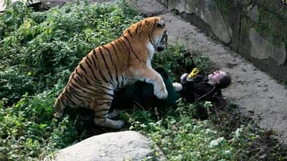 World Tiger Day:बाड़े में गिरे शख्स को 5 मिनट में जिंदा खा गया बाघ, देखें 6 डरावनी तस्वीरें