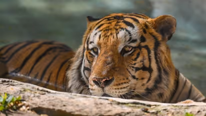 വയനാട് വീണ്ടും കടുവയിറങ്ങി; ആവയലും കൊളഗപ്പാറയിലുമായി ആക്രമണം, ഏഴ് ആടുകളെ കൊന്നു  