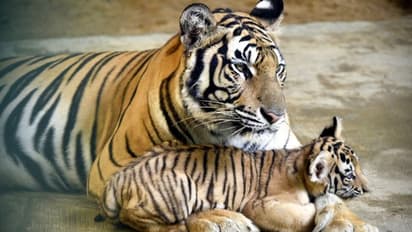 ಹುಲಿ ಸಂಖ್ಯೆಯಲ್ಲಿ ಮತ್ತೆ ಕರ್ನಾಟಕಕ್ಕೆ ನಂ.1 ಪಟ್ಟ?