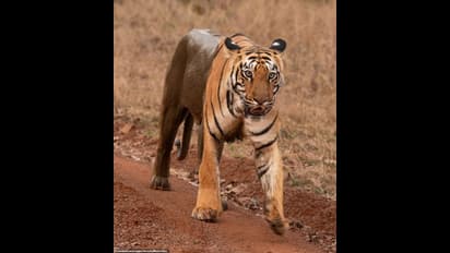 tiger: international tiger day: சர்வதேச புலிகள் தினம்: கடந்த 10 ஆண்டுகளில் இந்தியாவில் 1000 புலிகள் உயிரிழப்பு