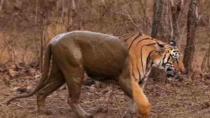  'മഡ് ബാത്ത്' കഴിഞ്ഞിറങ്ങിയ കടുവ