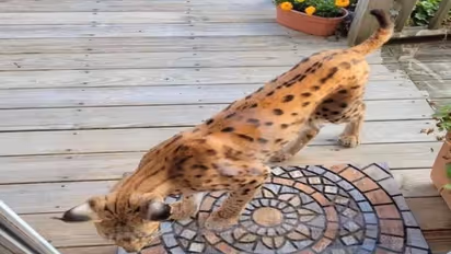 इस देश में दिखा अजीबो-गरीब जानवर, प्रशासन को जारी करनी पड़ी एडवाइजरी 