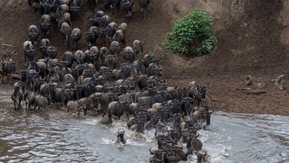 മസായിമാരയില്‍ മഹാദേശാടനത്തിന് തുടക്കമായി