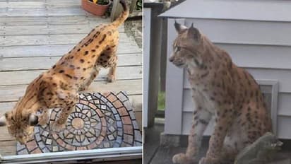 അപകടകാരിയായ അജ്ഞാത ജീവി തെരുവുകളിൽ അലഞ്ഞുനടക്കുന്നുവെന്ന് വിവരം, ഈ പ്രദേശവാസികൾ ഭീതിയിൽ