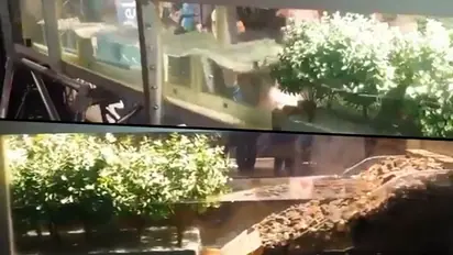 Viral video shows how mangroves save land from natural disaster