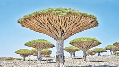 दुनिया के 10 अजीबो-गरीब पेड़, जिनके आकार और प्रकार हैरत में डाल देंगे, एक तो 400 साल से रेगिस्तान में है 