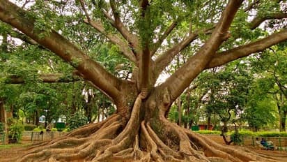 ಈ ಮರಗಳನ್ನು ಮನೆಯಲ್ಲಿ ಎಂದಿಗೂ ಬಳಸಬೇಡಿ, ಆರ್ಥಿಕವಾಗಿ ನಷ್ಟವಾಗುತ್ತೆ! 