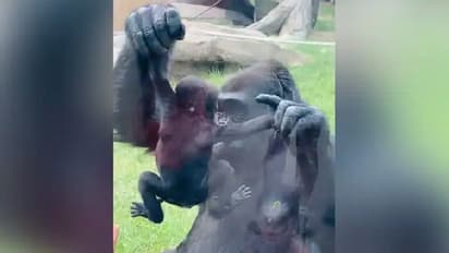 'ഇതാണ് നമ്മുടെ കുഞ്ഞ്'; ഗറില്ലയുടെ വീഡിയോ ഏറ്റെടുത്ത് സോഷ്യല്‍ മീഡിയ