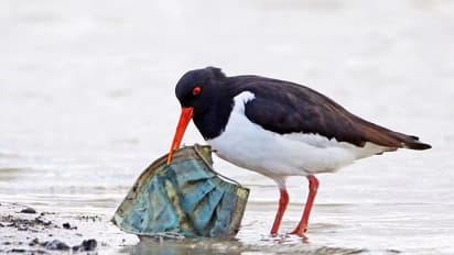  Covid-19: കൊവിഡ് മാലിന്യം ഉയര്‍ത്തുന്ന പാരിസ്ഥിതിക പ്രശ്നങ്ങള്‍ 