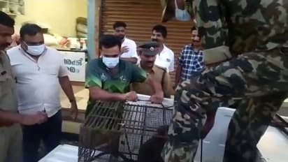  'ലെയ്സും പഴങ്ങളും അടിച്ചുമാറ്റും' വ്യാപാരികളുടെ ഉറക്കം കെടുത്തിയ കുട്ടിക്കുരങ്ങനെ കെണിയിലാക്കി വനംവകുപ്പ്