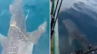 Whale Video : മീൻ പിടുത്തക്കാരോട് സഹായം തേടുന്ന തിമിംഗലം; വീഡിയോ