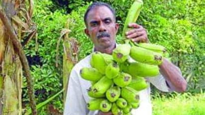  കയ്പില്ലാത്ത പാവയ്ക്ക, വിത്തിന് 5000 രൂപ വിലയുള്ള ‘പ്രയർ ഹാൻസ് ബനാന, സുരേഷ് കുമാറിന്റെ വെറൈറ്റി കൃഷിയിടം