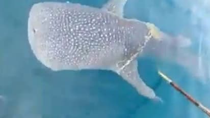 Video: समुद्र में नाव देख मछुआरों के पास खुद आई परेशान व्हेल, मुसीबत खत्म हुई तो गजब तरीके से कहा- थैंक्यू