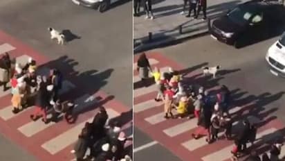 കുട്ടികളെ റോഡ് മുറിച്ചു കടക്കാൻ സഹായിച്ച് നായ, ട്രാഫിക് പൊലീസിന്റെ ജോലിയാണ് അവനിഷ്ടം