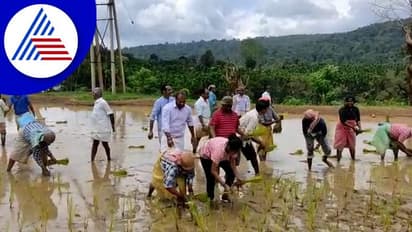 Chikkamagaluru: ಸಾಮೂಹಿಕ ಭತ್ತದ ಗದ್ದೆಯ ನಾಟಿ: ಶಾಸಕ ಕುಮಾರಸ್ವಾಮಿ ಭಾಗಿ