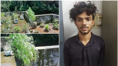 ടെറസിലെ കൃഷിയിൽ നാട്ടുകാരന് സംശയം, പൊലീസ് പരിശോധനയിൽ ഉറപ്പിച്ചു, കൃഷി കഞ്ചാവ് തന്നെ; 'നല്ലവനായ ഉണ്ണി' ജയിലിൽ