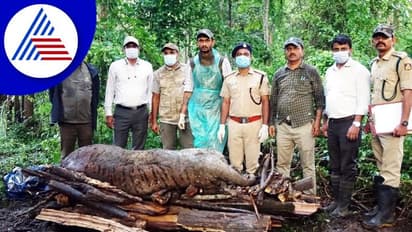 ನಾಗರಹೊಳೆ ಅರಣ್ಯದಲ್ಲಿ 8 ವರ್ಷದ ಹುಲಿ ಶವ ಪತ್ತೆ