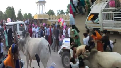 किसी को उठाकर पटका तो किसी को सड़क पर रौंदा, सीकर में तीज की सवारी में सांड ने मचाया उत्पात, देखिए वीडियो