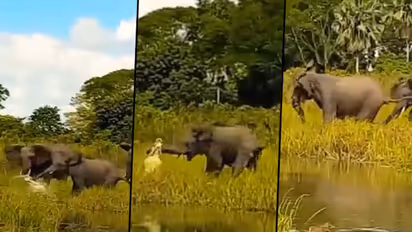 Crocodile attacks baby elephant in a swamp; find out how mother jumbo rescued her calf