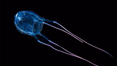 Dangerous! ಇವು ಪ್ರಪಂಚದ 15 ಅತ್ಯಂತ ಅಪಾಯಕಾರಿ ಪ್ರಾಣಿಗಳು 