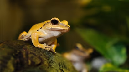 ಮಲೆನಾಡಲ್ಲಿ ಮಳೆಗಾಲದಲ್ಲಿ ಮನೆಗೆ ಕಪ್ಪೆ ಬರೋದು ಕಾಮನ್, ಇದು ತರುತ್ತಾ ಲಕ್?