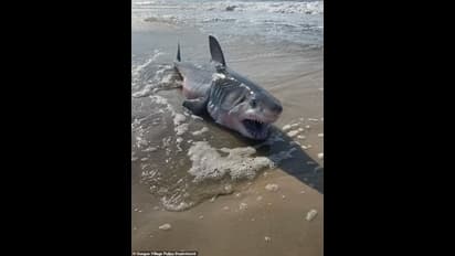 Viral:బీచ్ లో వట్టి చేతులతో షార్క్ పట్టుకున్నారు..!