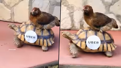 Watch: chicken taking an UBER ride; hilarious video delighted netizens