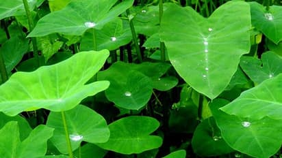 কচুপাতার মস্তগুণ, বর্ষাকালে রোজ পাতে রাখলেই তফাতটা বুঝতে পারবেন