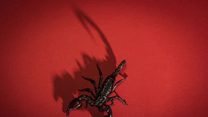 ടൂര് കഴിഞ്ഞ് വീട്ടില്വന്നപ്പോള്, അവളുടെ പെട്ടിയില് 18 തേളുകള്!