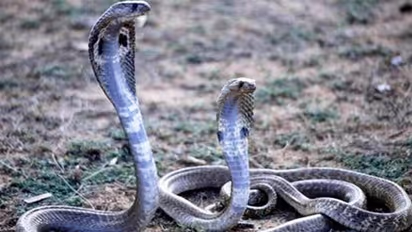 ಭಾರತದ ಈ ಗ್ರಾಮಗಳಲ್ಲಿ ಹಾವುಗಳೊಂದಿಗೆ ಜೀವನ ನಡೆಸ್ತಾರೆ ಜನ