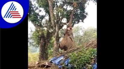 ಬೃಹತ್ ಮರದಿಂದ ಹಲಸಿನ ಹಣ್ಣು ಕೊಯ್ದ ಗಜರಾಜ: ಅಪರೂಪದ ವಿಡಿಯೋ ವೈರಲ್
