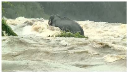 പുഴയില് അകപ്പെട്ടിട്ട് മണിക്കൂറുകള്, തുരുത്തില് കയറി ആന, രക്ഷപ്പെടാന് ശ്രമം തുടരുന്നു
