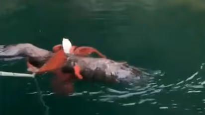 शिकारी खुद बना शिकार, ऑक्टोपस को झपटने के चक्कर में बाज खुद बनने वाला था निवालाा, तभी जोर-जोर से रोने लगा और..