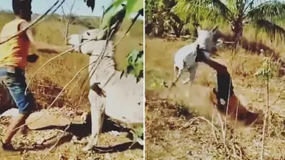Viral video: Man slaps, kicks donkey repeatedly, gets instant karma; Netizens react