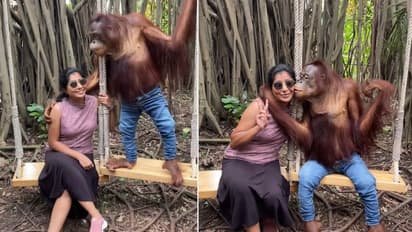 ಸ್ಟೈಲ್ ಆಗಿ ಜೀನ್ಸ್‌ ಪ್ಯಾಂಟ್ ಧರಿಸಿ ಯುವತಿಗೆ ಮುತ್ತಿಕ್ಕಿದ ಚಿಂಪಾಜಿ