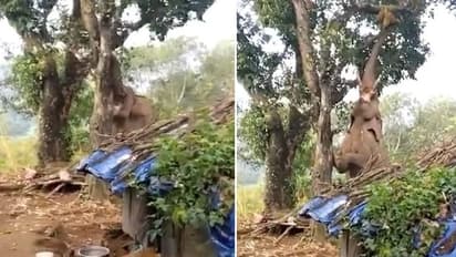 വിശന്നുവലഞ്ഞപ്പോള്‍ പ്ലാവില്‍ നിന്ന് ചക്ക പറിക്കാൻ ശ്രമിക്കുന്ന ആന; വീഡിയോ