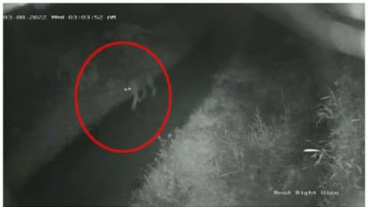 വയനാട്ടില് ജനവാസകേന്ദ്രത്തില് കടുവ ഇറങ്ങി; പ്രദേശത്ത് കടുവയുടെ സാന്നിധ്യം പതിവായെന്ന് നാട്ടുകാർ