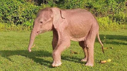 മ്യാൻമറിൽ അപൂർവമായ വെളുത്ത ആനക്കുട്ടി ജനിച്ചു 