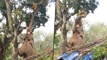 Hungry elephant's persistent effort to pluck jackfruit from a tree inspired netizens: watch video