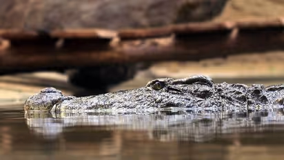 തലയിൽ കത്തി കയറിയ നിലയിൽ ചീങ്കണ്ണി, ഒടുവിൽ ദയാവധം ചെയ്തു