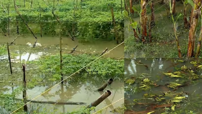 നാല് ദിവസത്തെ മഴയിൽ സംസ്ഥാനത്ത് വ്യാപക കൃഷി നാശം, ബാധിക്കപ്പെട്ടത് 13,927 കർഷകർ