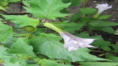 శాంతి కవిత : క్రొత్త రాగం