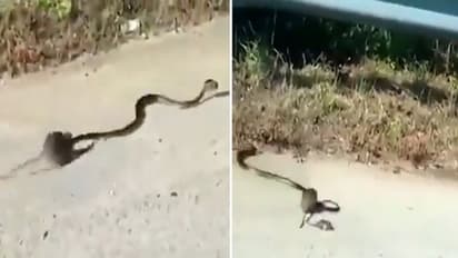 Watch: Mother rat saves baby from king cobra's mouth; leaves netizens terrified