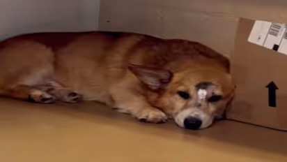 अमरीका में एक कुत्ता सुर्खियों में है.. तस्वीरों में देखिए क्या हुआ उसके साथ, दिल छू लेगी उसकी स्टोरी