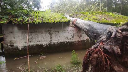 കാറ്റിലും മഴയിലും ആഞ്ഞിലിമരം കടപുഴകി വീണു, നാശനഷ്ടം, മോട്ടർ ഷെഡ്ഡ് തകർന്നു